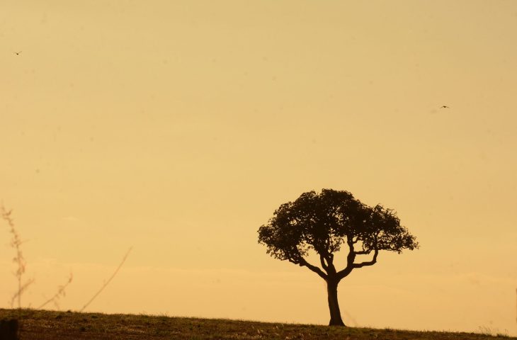 Estiagem prolongada e altas temperaturas elevam risco de incêndios florestais em Mato Grosso do Sul
