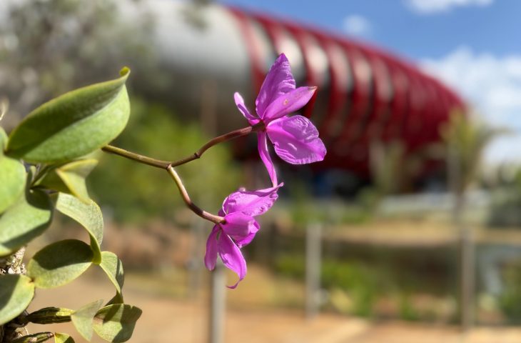 Flor símbolo de MS, Cattleya nobilior passa a integrar o jardim externo do Bioparque Pantanal