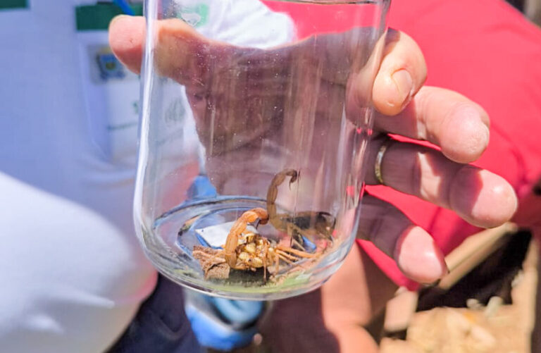 Prefeitura realiza capacitação sobre manejo de escorpiões em parceria com o CIVITOX