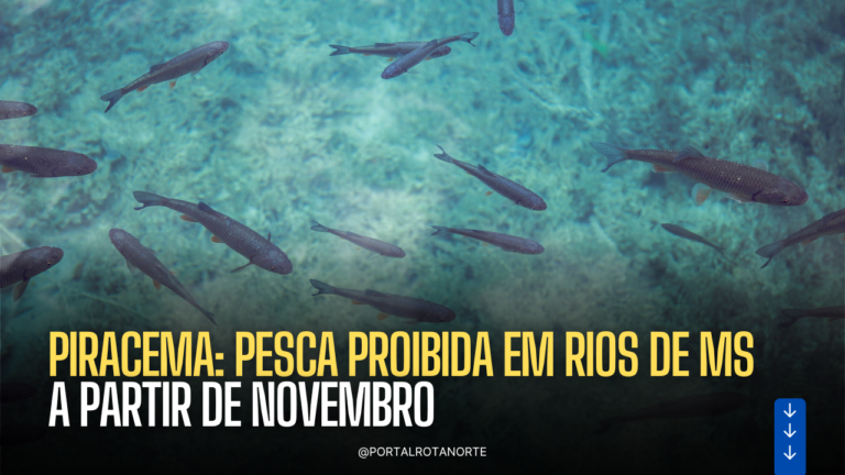 Piracema: Pesca proibida em rios de MS a partir de novembro