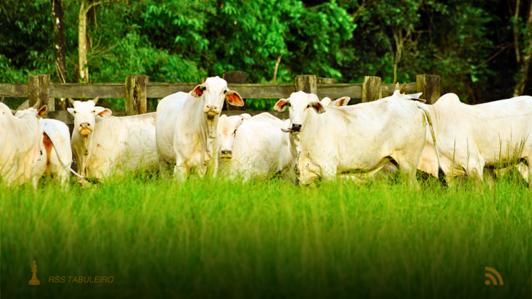 Mato Grosso do Sul lidera recuperação de pastagens e referência nacional em agropecuária sustentável com mais de 3,6 milhões de hectares