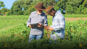 Produtores de MS Investem R$ 234,5 Milhões em Atividades Agrícolas