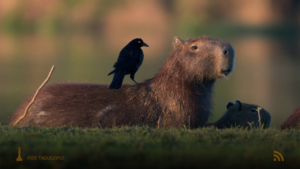 MPF determina monitoramento de municípios de MS no Pantanal contra mudanças climáticas