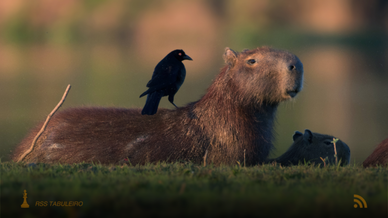 MPF determina monitoramento de municípios de MS no Pantanal contra mudanças climáticas