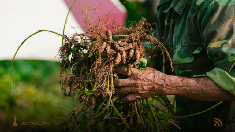 Embrapa lança guia de produção de amendoim em Mato Grosso do Sul