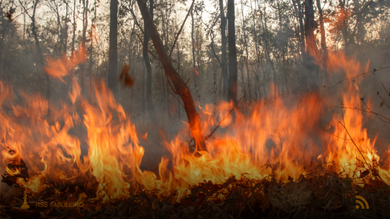 MJSP determina atuação da Força Nacional contra incêndios florestais