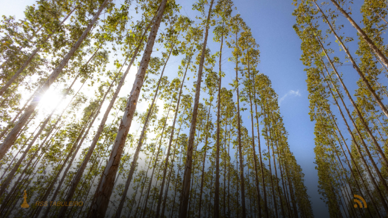 Setor florestal de Mato Grosso do Sul inicia 2026 como polo líder de celulose no Brasil