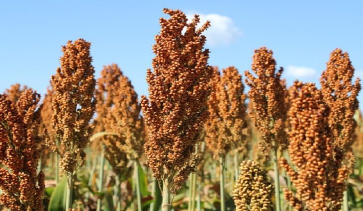 Sorgo cresce forte na safrinha de MS e vira aposta estratégica com demanda das usinas de etanol