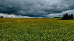 Chuvas irregulares alertam produtores no sul de Mato Grosso do Sul