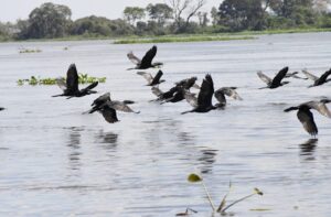 COP15: Pantanal é ponto de parada e alimentação para 190 espécies de aves migratórias do Continente
