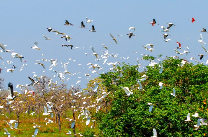 Evento internacional: Governo de MS mobiliza secretarias e vai contribuir com uma série de ações na COP15
